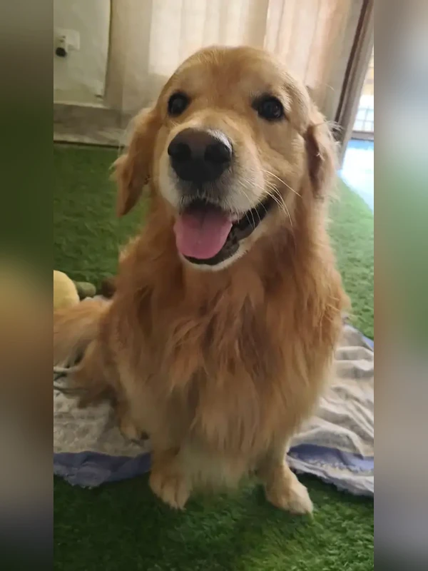 Oliver after grooming — clean and happy