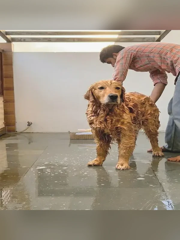 Oliver before grooming — wet and messy coat