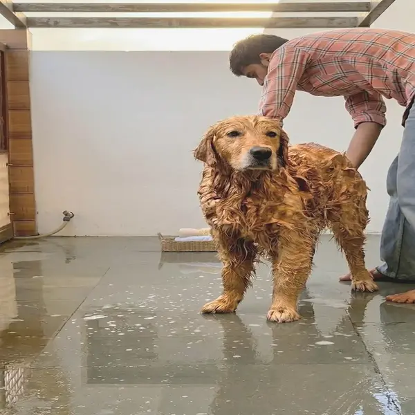 Oliver before grooming — wet and messy coat